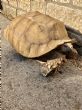 Rehomed...Sulcata : Female approx 20 years old (Fluffy)